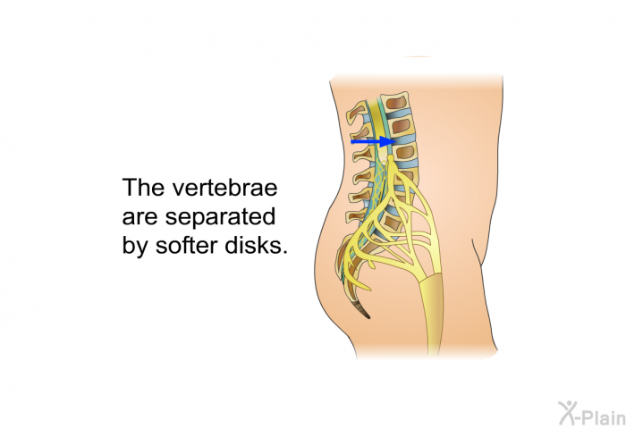 The vertebrae are separated by softer disks.