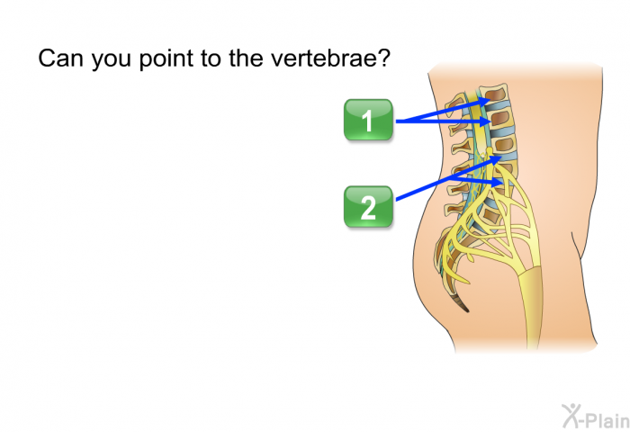 Can you point to the vertebrae? Choose one of the following options.