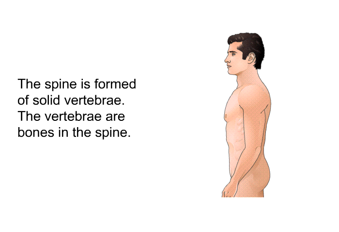 The spine is formed of solid vertebrae. The vertebrae are bones in the spine.