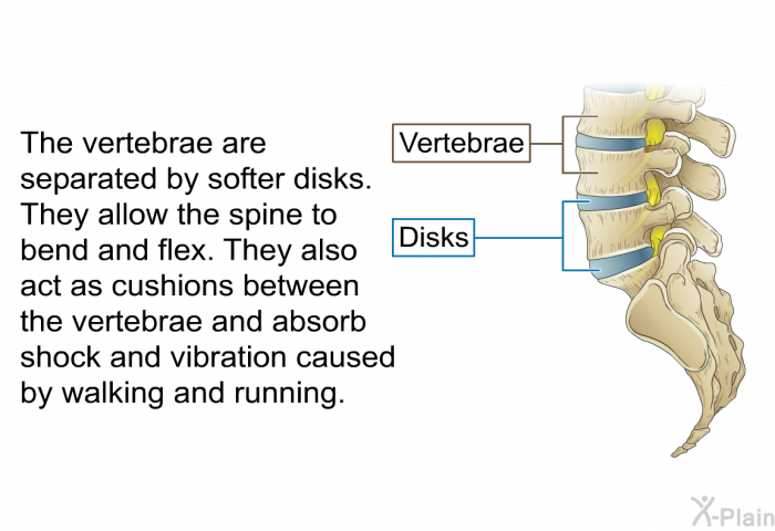 The vertebrae are separated by softer disks. They allow the spine to bend and flex. They also act as cushions between the vertebrae and absorb shock and vibration caused by walking and running.