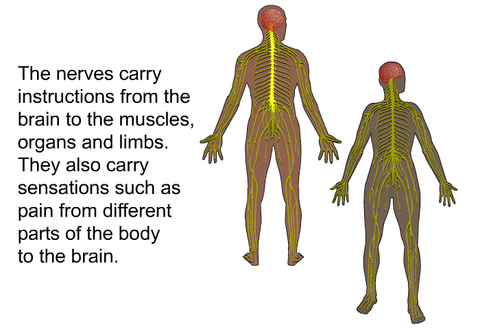 The nerves carry instructions from the brain to the muscles, organs and limbs. They also carry sensations such as pain from different parts of the body to the brain.