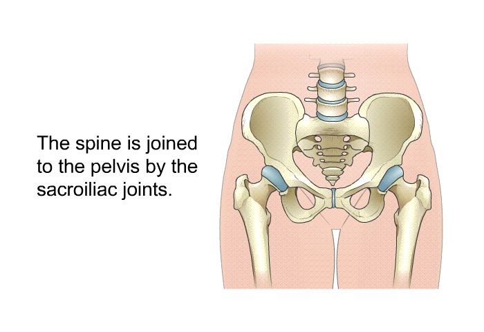 The spine is joined to the pelvis by the sacroiliac joints.