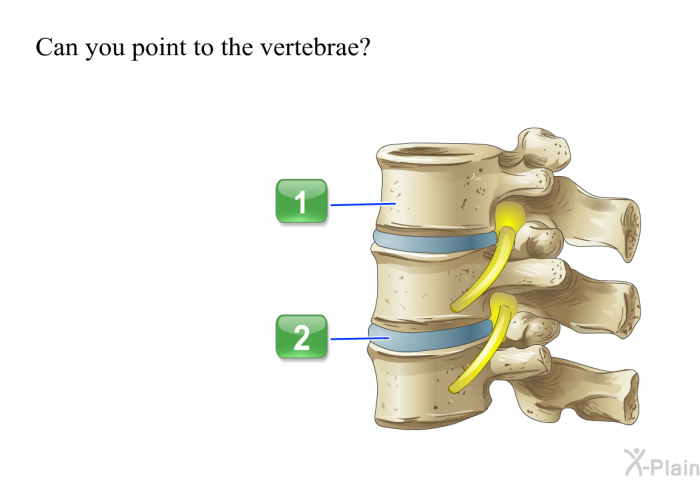 Can you point to the vertebrae?