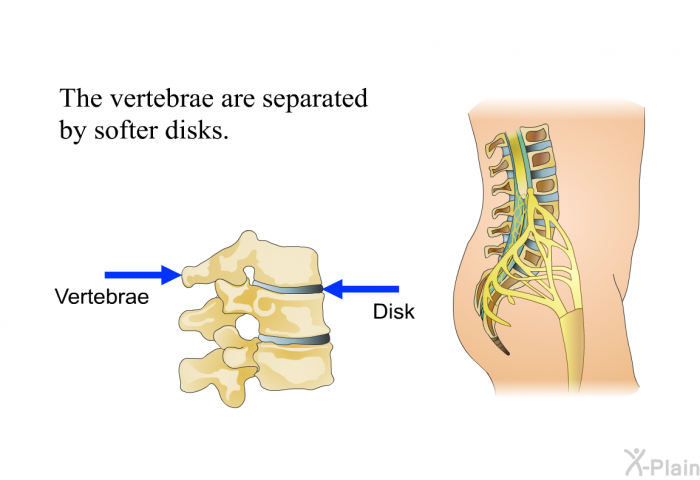 The vertebrae are separated by softer disks.