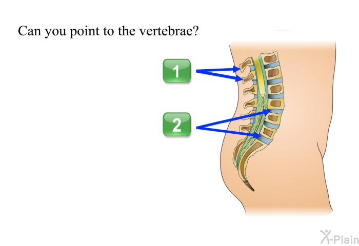 Can you point to the vertebrae? Press A or B