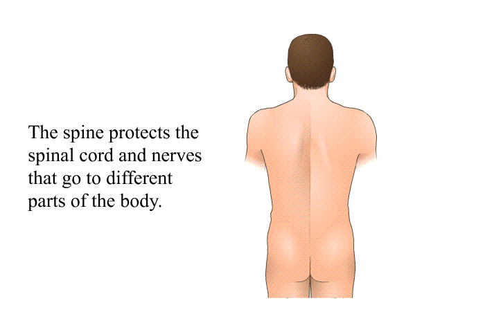 The spine protects the spinal cord and nerves that go to different parts of the body.
