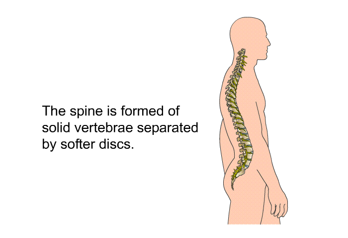 The spine is formed of solid vertebrae separated by softer discs.