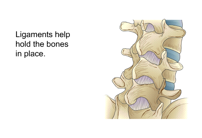 Ligaments help hold the bones in place.