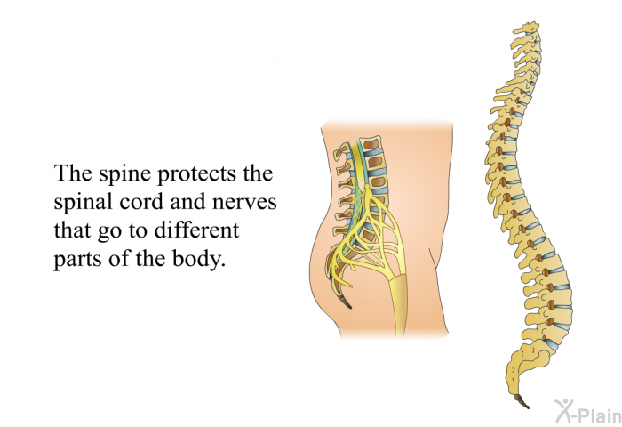 The spine protects the spinal cord and nerves that go to different parts of the body.