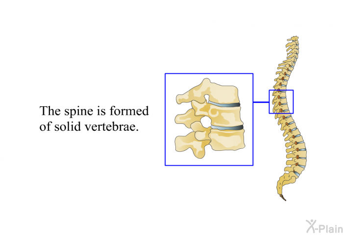 The spine is formed of solid vertebrae.