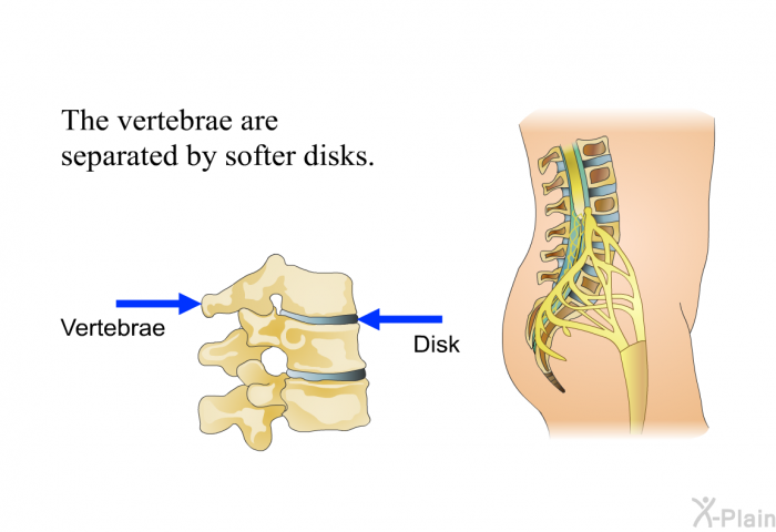 The vertebrae are separated by softer disks.