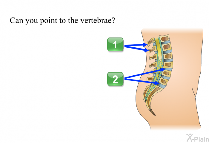 Can you point to the vertebrae? Press A or B