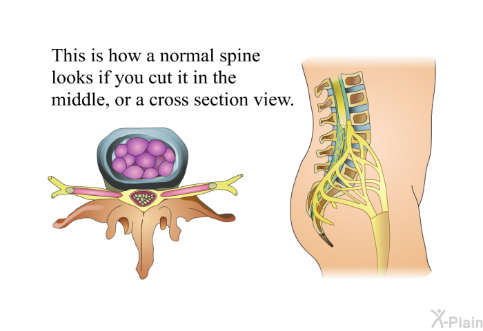 This is how a normal spine looks if you cut it in the middle, or a cross section view.