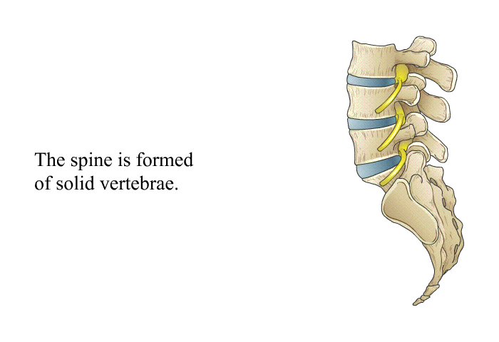 The spine is formed of solid vertebrae.