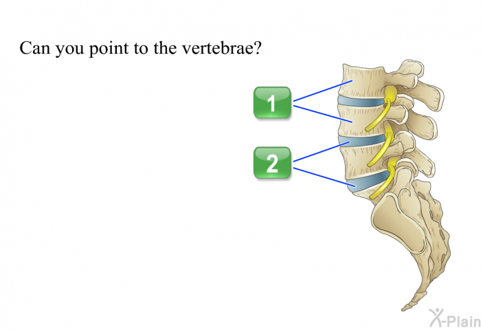 Can you point to the vertebrae? Choose one of the following options.