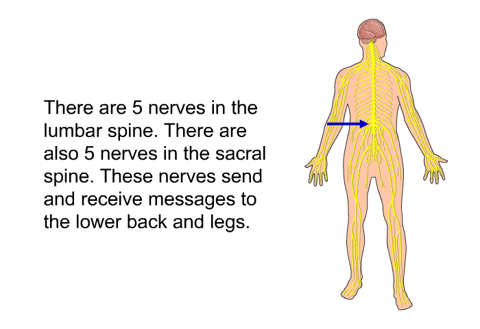 There are 5 nerves in the lumbar spine. There are also 5 nerves in the sacral spine. These nerves send and receive messages to the lower back and legs.