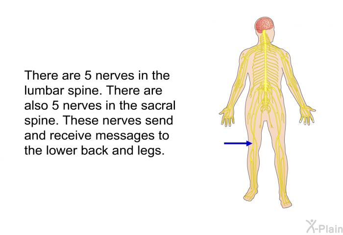 There are 5 nerves in the lumbar spine. There are also 5 nerves in the sacral spine. These nerves send and receive messages to the lower back and legs.