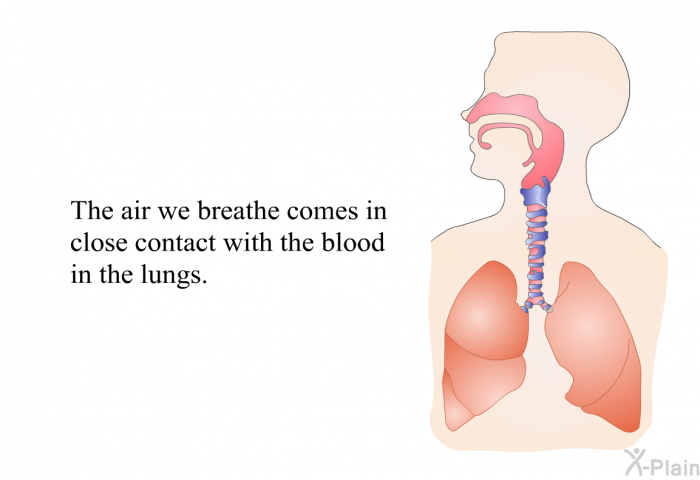 The air we breathe comes in close contact with the blood in the lungs.