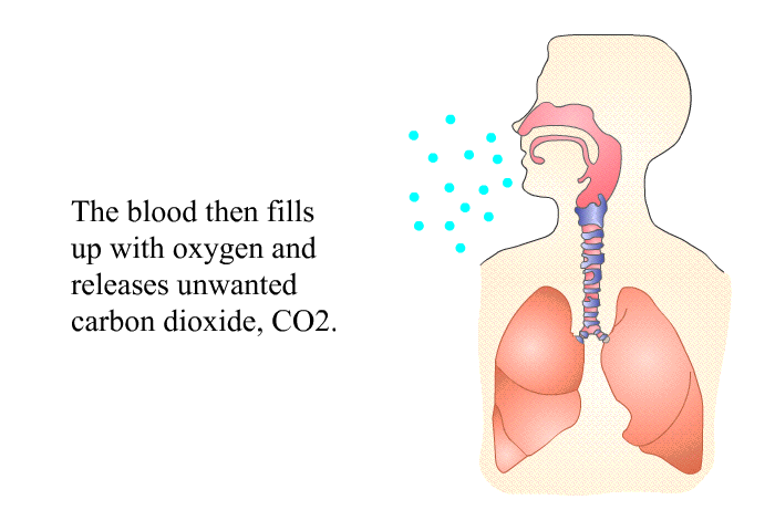 The blood then fills up with oxygen and releases unwanted carbon dioxide, CO2.