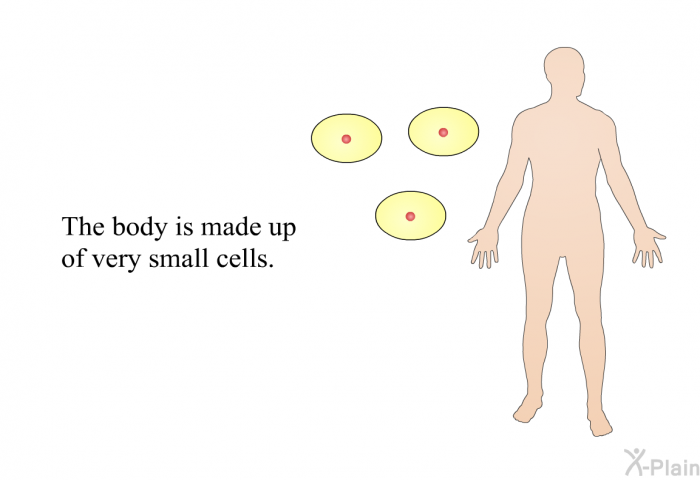 The body is made up of very small cells.