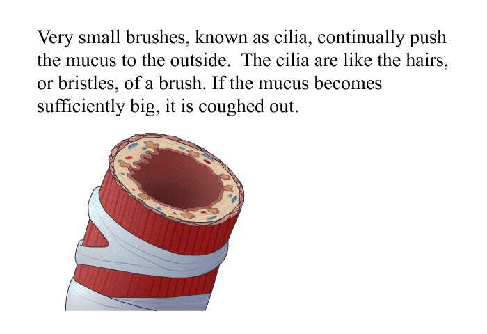 Very small brushes, known as cilia, continually push the mucus to the outside. The cilia are like the hairs, or bristles, of a brush. If the mucus becomes sufficiently big, it is coughed out.