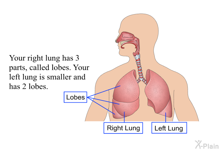 Your right lung has 3 parts, called lobes. Your left lung is smaller and has 2 lobes.