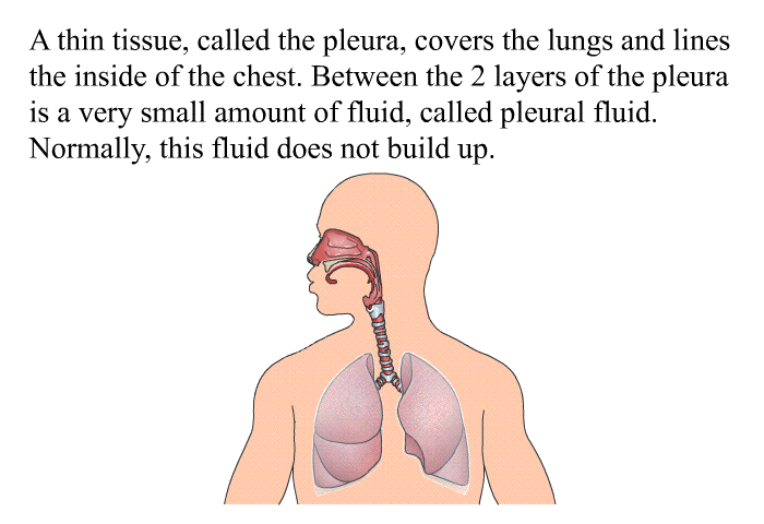 A thin tissue, called the pleura, covers the lungs and lines the inside of the chest. Between the 2 layers of the pleura is a very small amount of fluid, called pleural fluid. Normally, this fluid does not build up.