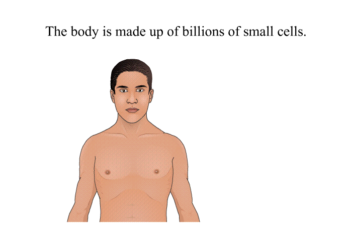 The body is made up of billions of small cells.