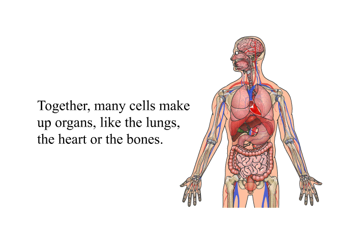 Together, many cells make up organs, like the lungs, the heart or the bones.