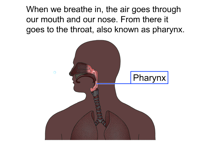 When we breathe in, the air goes through our mouth and our nose. From there it goes to the throat, also known as pharynx.