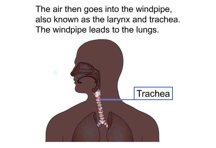 The air then goes into the windpipe, also known as the larynx and trachea. The windpipe leads to the lungs.