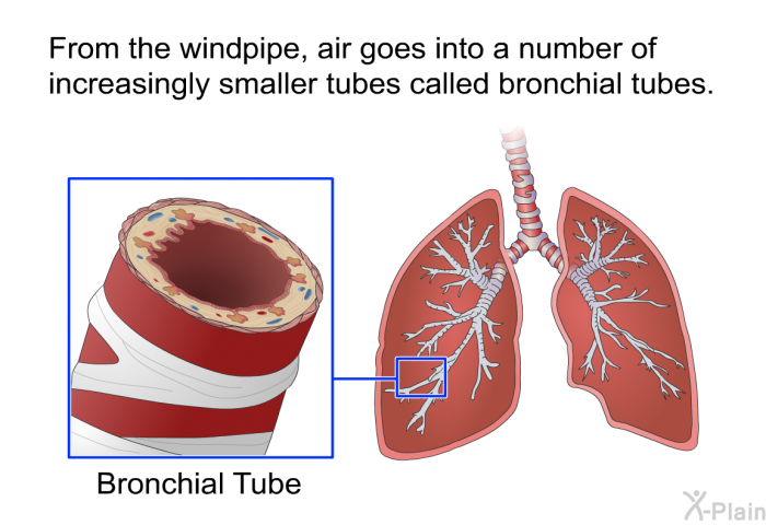 From the windpipe, air goes into a number of increasingly smaller tubes called bronchial tubes.