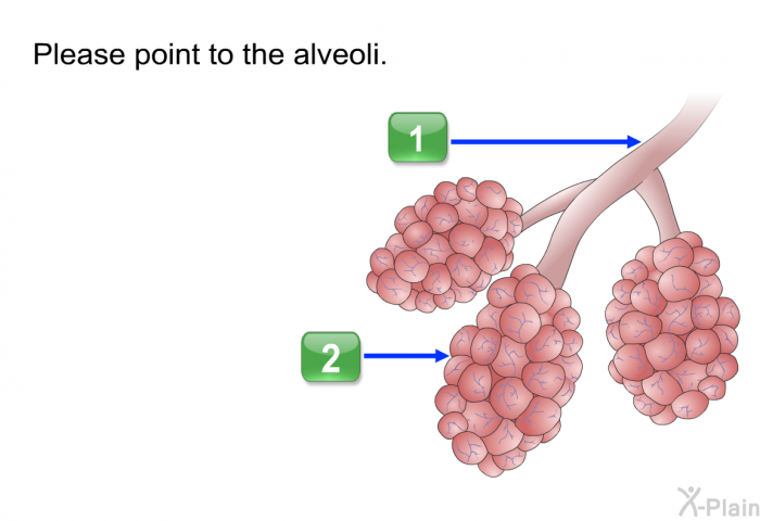 Please point to the alveoli.
