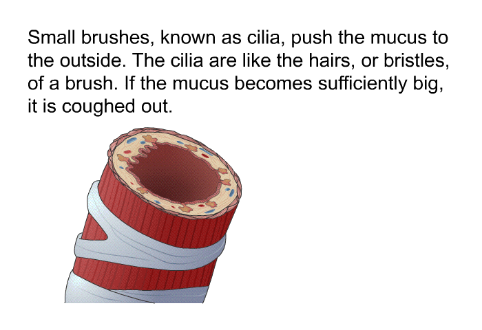 Small brushes, known as cilia, push the mucus to the outside. The cilia are like the hairs, or bristles, of a brush. If the mucus becomes sufficiently big, it is coughed out.