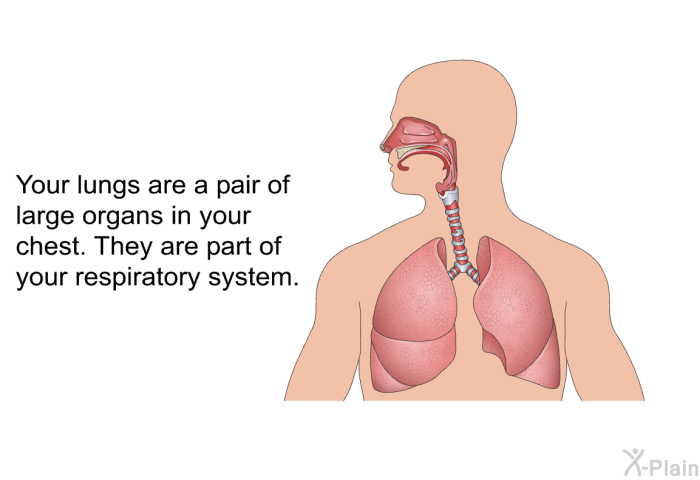 Your lungs are a pair of large organs in your chest. They are part of your respiratory system.