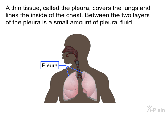 A thin tissue, called the pleura, covers the lungs and lines the inside of the chest. Between the two layers of the pleura is a small amount of pleural fluid.