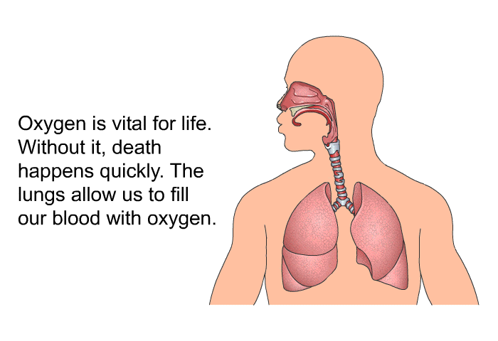 Oxygen is vital for life. Without it, death happens quickly. The lungs allow us to fill our blood with oxygen.