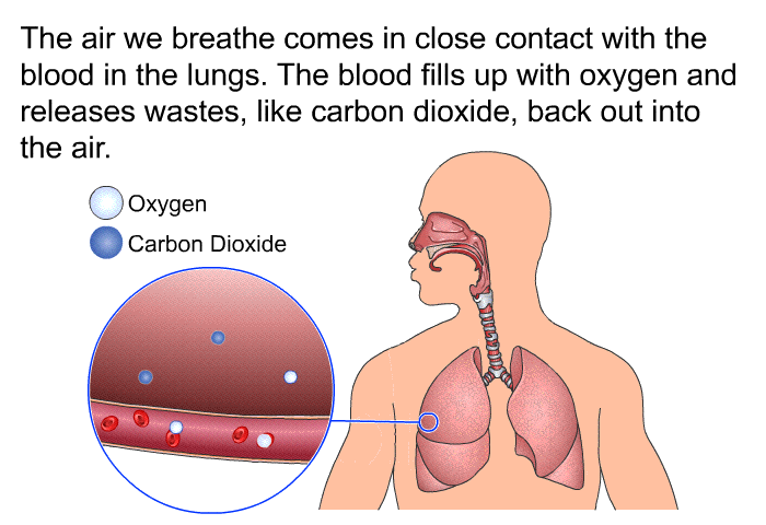 The air we breathe comes in close contact with the blood in the lungs. The blood fills up with oxygen and releases wastes, like carbon dioxide, back out into the air.