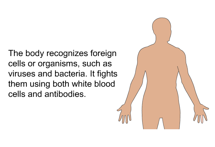 The body recognizes foreign cells or organisms, such as viruses and bacteria. It fights them using both white blood cells and antibodies.