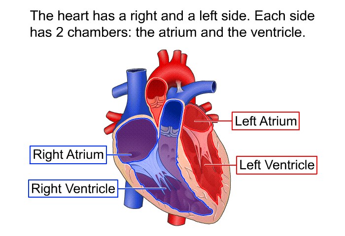 The heart has a right and a left side. Each side has 2 chambers: the atrium and the ventricle.