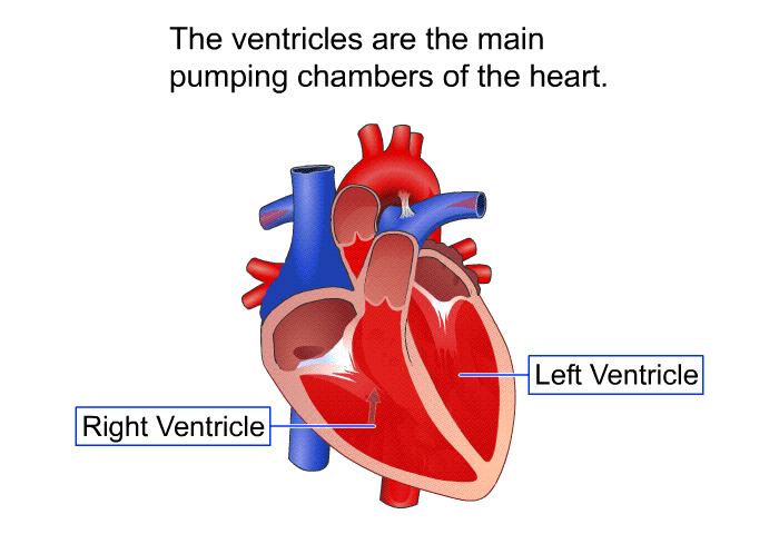 The ventricles are the main pumping chambers of the heart.