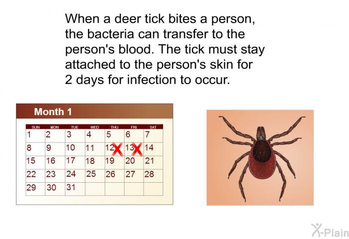 When a deer tick bites a person, the bacteria can transfer to the person's blood. The tick must stay attached to the person's skin for 2 days for infection to occur.