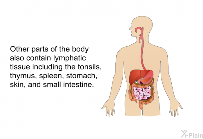 Other parts of the body also contain lymphatic tissue including the tonsils, thymus, spleen, stomach, skin, and small intestine.