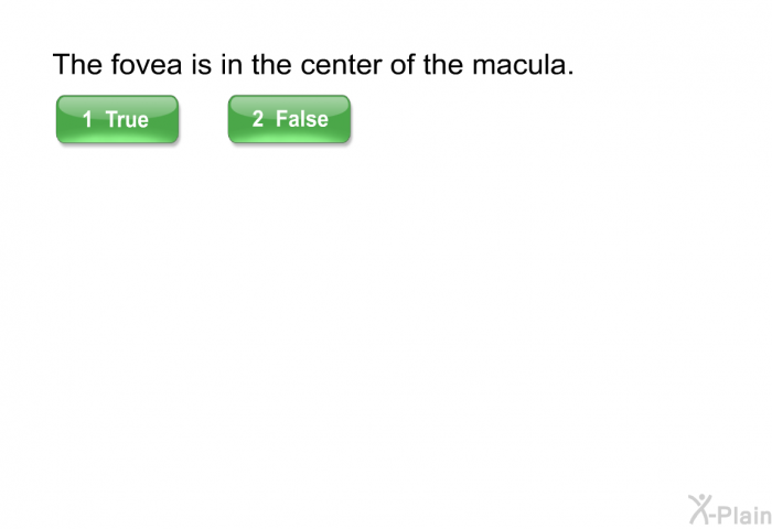 The fovea is in the center of the macula.