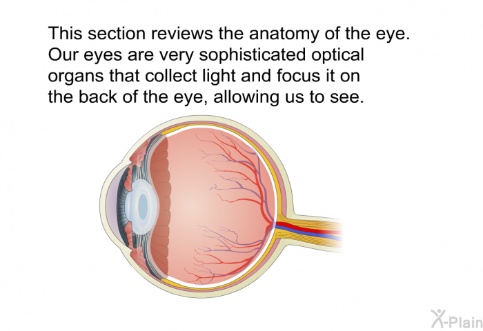 This section reviews the anatomy of the eye. Our eyes are very sophisticated optical organs that collect light and focus it on the back of the eye, allowing us to see.