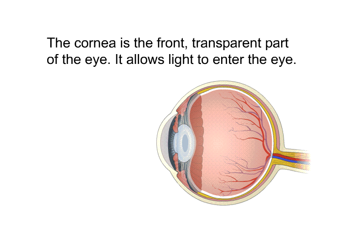 The cornea is the front, transparent part of the eye. It allows light to enter the eye.