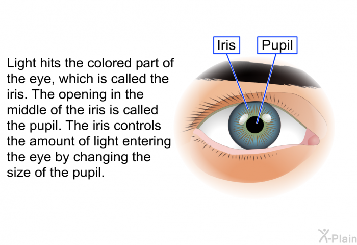 Light hits the colored part of the eye, which is called the iris. The opening in the middle of the iris is called the pupil. The iris controls the amount of light entering the eye by changing the size of the pupil.