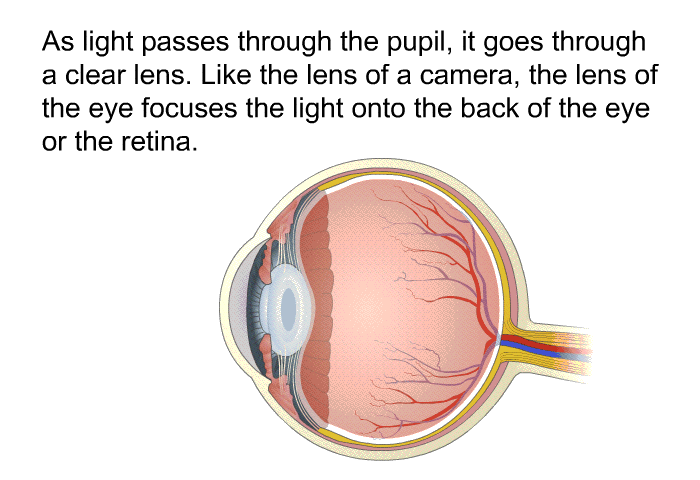 As light passes through the pupil, it goes through a clear lens. Like the lens of a camera, the lens of the eye focuses the light onto the back of the eye or the retina.