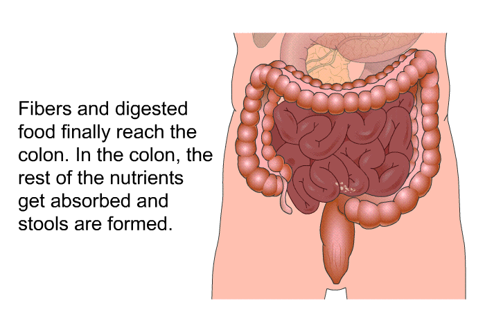 Fibers and digested food finally reach the colon. In the colon, the rest of the nutrients get absorbed and stools are formed.