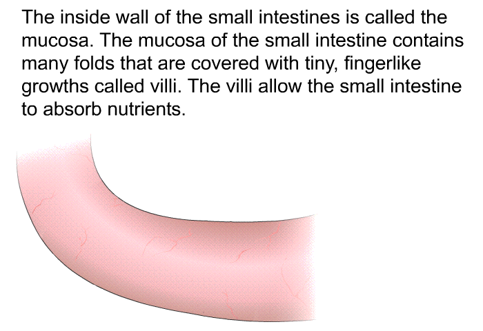 The inside wall of the small intestines is called the mucosa. The mucosa of the small intestine contains many folds that are covered with tiny, fingerlike growths called villi. The villi allow the small intestine to absorb nutrients.